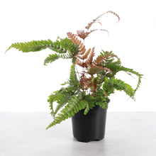 Load image into Gallery viewer, Tricolor Pteris Fern - Painted Brake Fern - 4" Live Plant