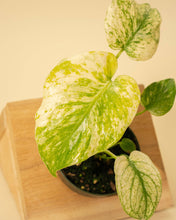 Load image into Gallery viewer, 4" Monstera 'Mint'
