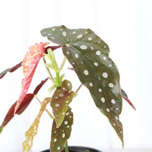 Load image into Gallery viewer, Begonia Maculata - Polka Dot Plant - 4" Live Plant