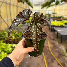Load image into Gallery viewer, Begonia Maculata - Polka Dot Plant - 4" Live Plant