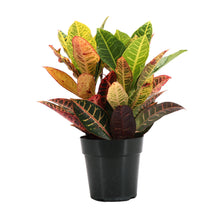 Load image into Gallery viewer, Petra Croton - Live Plant: 3" Pot
