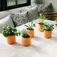 Load image into Gallery viewer, Tiny Terracotta Grow Kit: Champagne Poppies