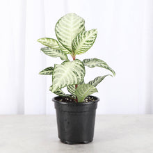 Load image into Gallery viewer, Snow White Zebra Plant - 4" Live Plant