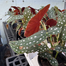 Load image into Gallery viewer, Begonia Maculata - Polka Dot Plant - 4" Live Plant
