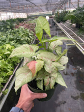 Load image into Gallery viewer, Syngonium 'Confetti': 6" Pot