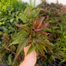 Load image into Gallery viewer, Tricolor Pteris Fern - Painted Brake Fern - 4" Live Plant