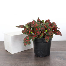 Load image into Gallery viewer, Red Fittonia Nerve Plant - Live Plant: 3" Pot
