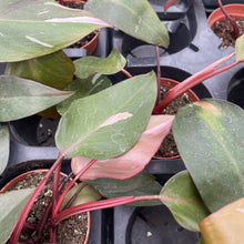 Load image into Gallery viewer, Pink Princess Philodendron - Medium Variegation - 4" Plant