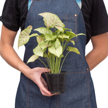 Load image into Gallery viewer, Syngonium 'Confetti': 6" Pot