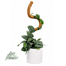 Load image into Gallery viewer, Flexible Plant Support Pole: 48"
