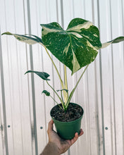 Load image into Gallery viewer, 6" Monstera 'Thai Constellation'