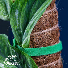 Load image into Gallery viewer, Stackable Coir Pole: 12"