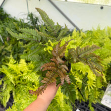 Load image into Gallery viewer, Tricolor Pteris Fern - Painted Brake Fern - 4" Live Plant