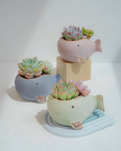Load image into Gallery viewer, Whale Family - 3 color