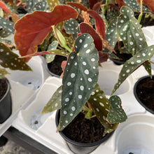 Load image into Gallery viewer, Begonia Maculata - Polka Dot Plant - 4" Live Plant
