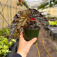 Load image into Gallery viewer, Begonia Maculata - Polka Dot Plant - 4" Live Plant