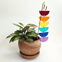 Load image into Gallery viewer, Plant Pick: Rainbow Sunrise