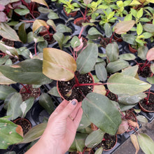 Load image into Gallery viewer, Pink Princess Philodendron - Medium Variegation - 4" Plant