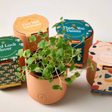 Load image into Gallery viewer, Tiny Terracotta Grow Kit: Champagne Poppies