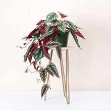 Load image into Gallery viewer, Cissus Discolor - Rex Begonia Vine - Live Plant: 4" Pot