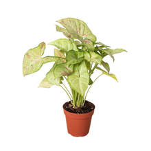 Load image into Gallery viewer, Syngonium 'Confetti': 6" Pot
