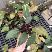 Load image into Gallery viewer, Pink Princess Philodendron - Medium Variegation - 4" Plant
