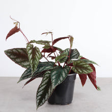 Load image into Gallery viewer, Cissus Discolor - Rex Begonia Vine - Live Plant: 4" Pot
