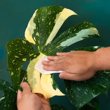 Load image into Gallery viewer, Plant Cleansing Wipes | Rainforest | Neem Oil Infused
