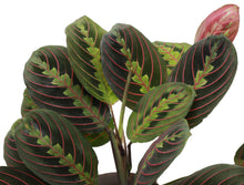 Load image into Gallery viewer, Red Prayer Plant - Live Plant: 3" Pot
