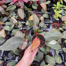 Load image into Gallery viewer, Pink Princess Philodendron - Medium Variegation - 4" Plant

