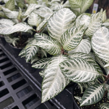 Load image into Gallery viewer, Snow White Zebra Plant - 4" Live Plant
