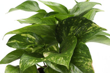 Load image into Gallery viewer, Golden Pothos Plant - Live Plant: 3" Pot
