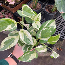 Load image into Gallery viewer, Pearls and Jade Pothos - Live Plant: 3" Pot
