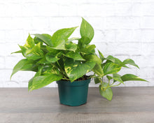 Load image into Gallery viewer, Golden Pothos Plant - Live Plant: 3" Pot
