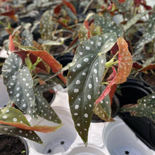 Load image into Gallery viewer, Begonia Maculata - Polka Dot Plant - 4" Live Plant

