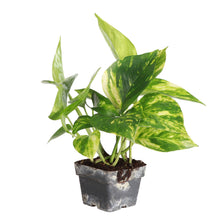 Load image into Gallery viewer, Golden Pothos Plant - Live Plant: 3" Pot
