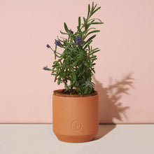 Load image into Gallery viewer, Tiny Terracotta Grow Kit: Champagne Poppies
