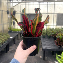Load image into Gallery viewer, Mammy Croton - Live Plant: 3" Pot
