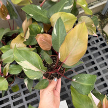 Load image into Gallery viewer, Pink Princess Philodendron - Medium Variegation - 4" Plant
