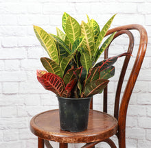Load image into Gallery viewer, Petra Croton - Live Plant: 3" Pot
