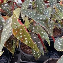 Load image into Gallery viewer, Begonia Maculata - Polka Dot Plant - 4" Live Plant
