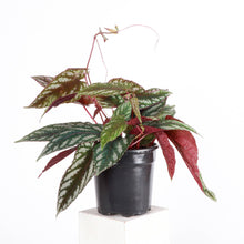 Load image into Gallery viewer, Cissus Discolor - Rex Begonia Vine - Live Plant: 4" Pot
