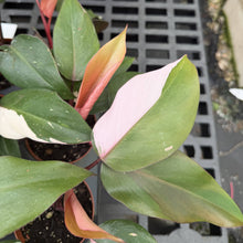Load image into Gallery viewer, Pink Princess Philodendron - Medium Variegation - 4" Plant
