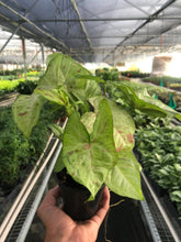 Load image into Gallery viewer, Syngonium 'Confetti': 6" Pot
