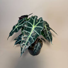 Load image into Gallery viewer, ALOCASIA Polly Live Plant 6in
