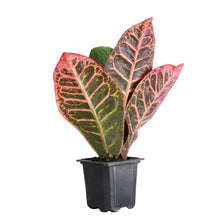 Load image into Gallery viewer, Petra Croton - Live Plant: 3" Pot
