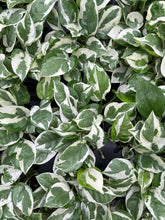 Load image into Gallery viewer, Pearls and Jade Pothos - Live Plant: 3" Pot

