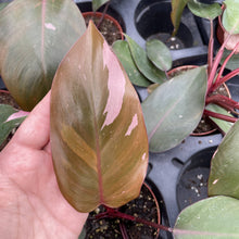 Load image into Gallery viewer, Pink Princess Philodendron - Medium Variegation - 4" Plant
