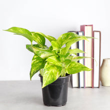 Load image into Gallery viewer, Golden Pothos Plant - Live Plant: 3" Pot
