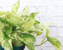 Load image into Gallery viewer, Marble Queen Pothos Plant - Live Plant: 3" Pot
